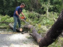 How Our Tree Care Process Works  in Gregory, TX