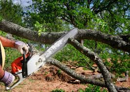 Professional Tree Services in Gregory, TX