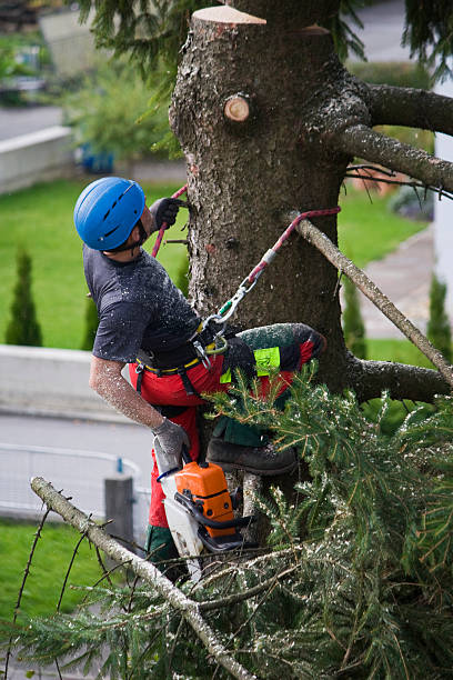 Best Utility Line Clearance  in Gregory, TX